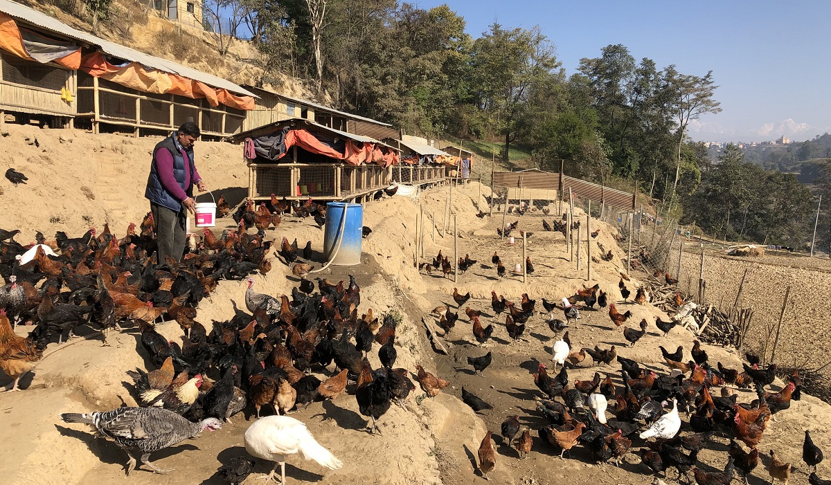 फोटो : इडु फार्म, ललितपुर।